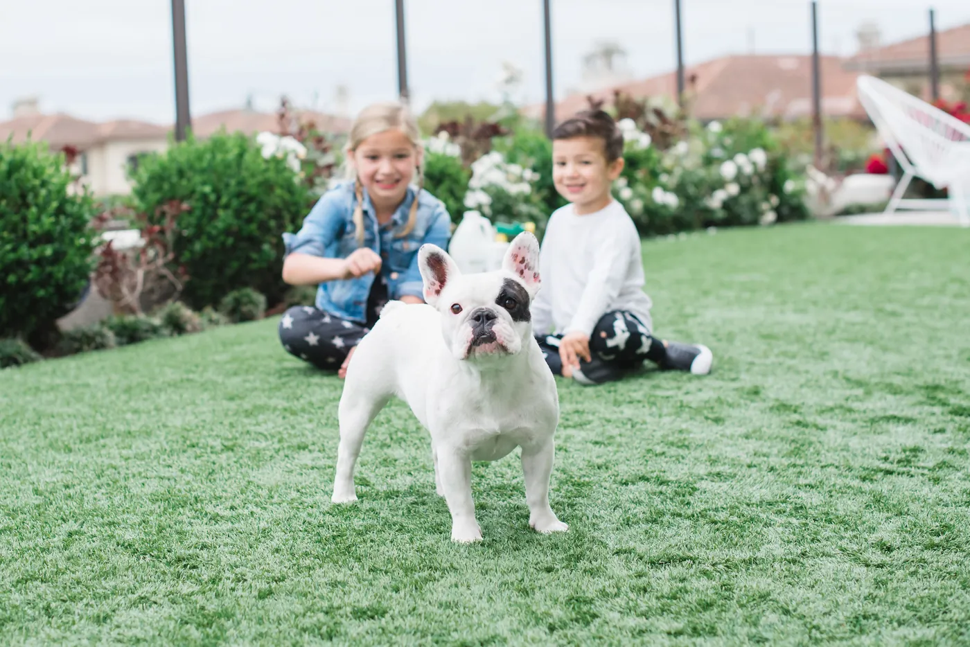 Kids and their French bulldog playing on clean artificial turf after a TurFresh residential service