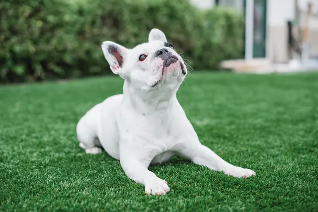 Happy dog on clean, odor-free pet turf in a backyard