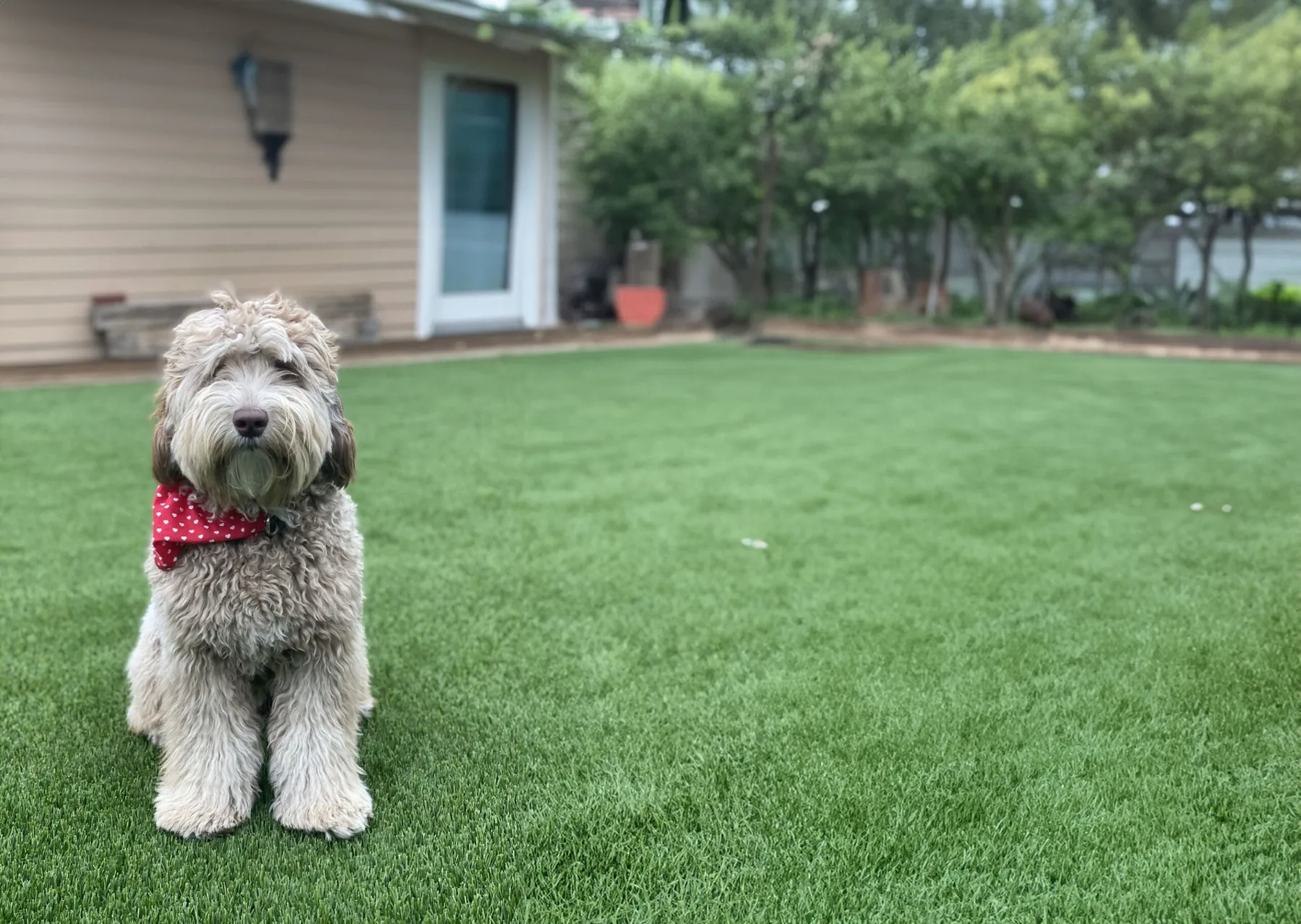 Moose the labradoodle sitting proudly on artificial grass professionally cleaned and sanitized by TurFresh