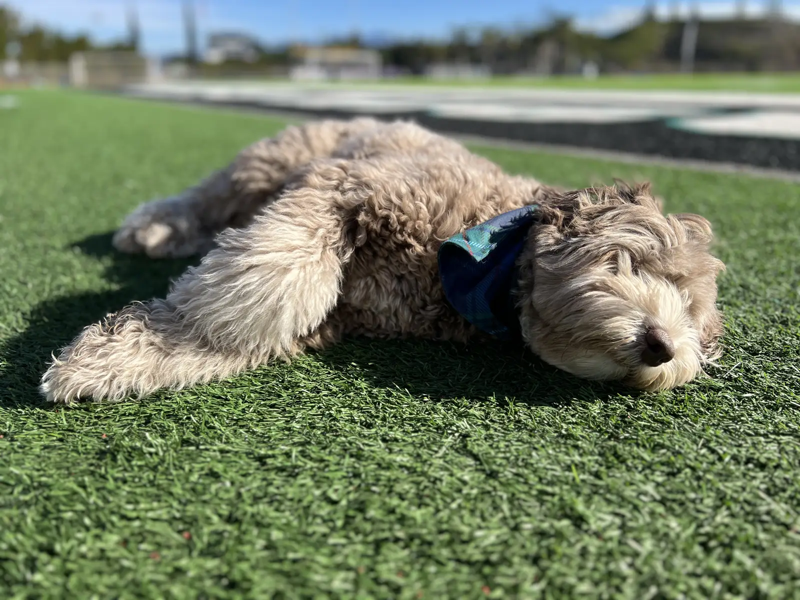 Moose, the TurFresh morale team dog, lying on a freshly serviced artificial turf sports field