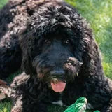 Fernando, TurFresh morale team dog, on freshly cleaned artificial turf