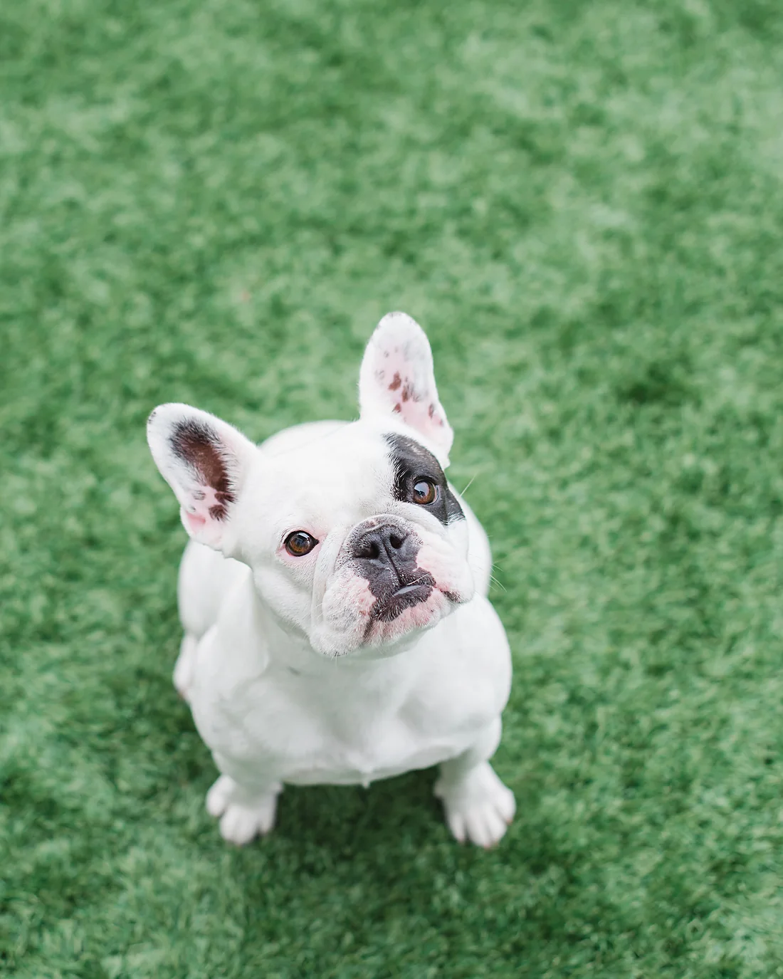 French Bulldog sitting on clean artificial turf, looking up