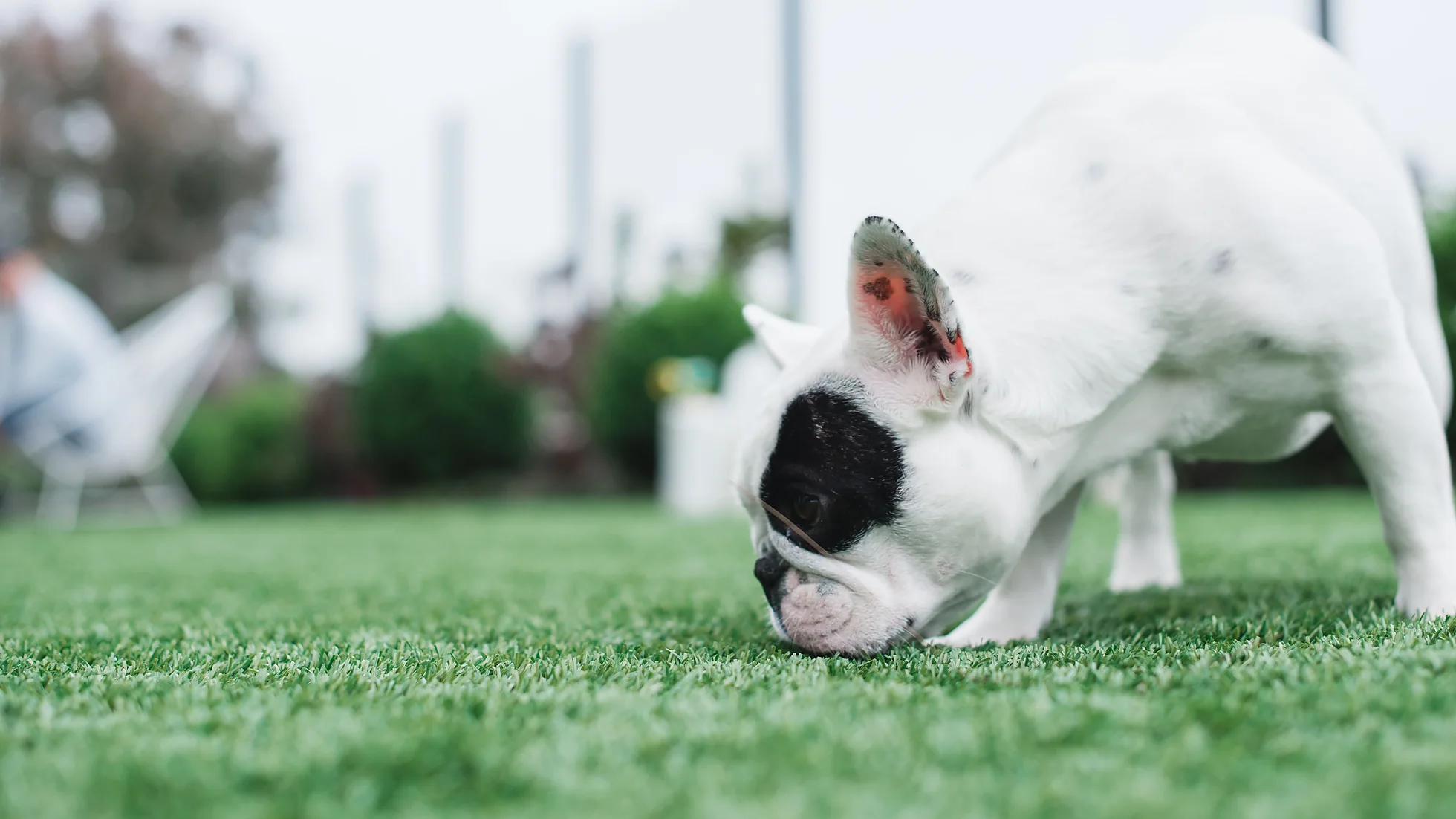 French Bulldog sniffing artificial turf up close