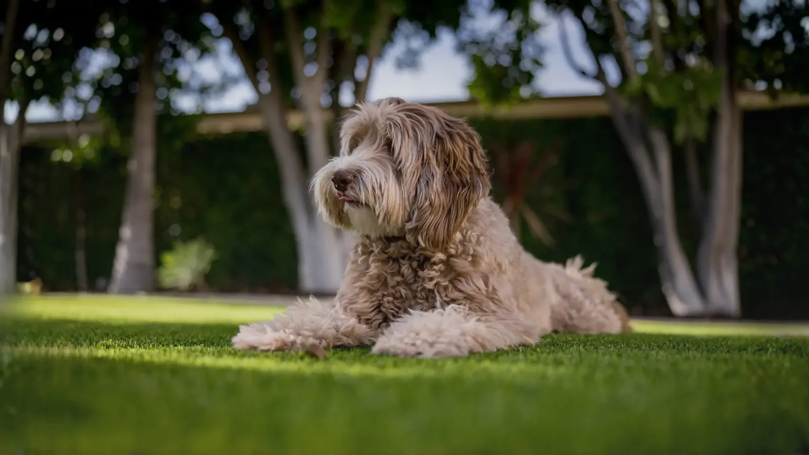 Happy doodle lying on clean, odor-free pet turf cared for by TurFresh