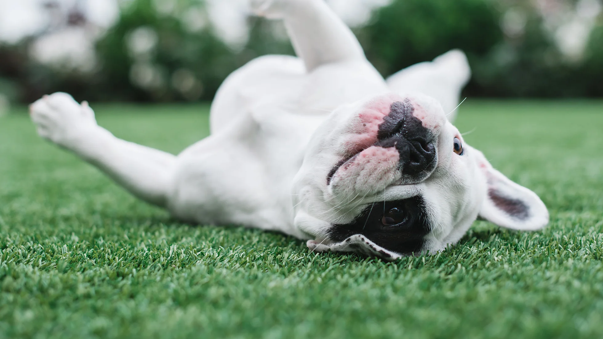 Happy French Bulldog rolling on freshly cleaned artificial turf