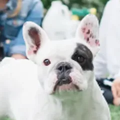 Lucy, the TurFresh shop dog