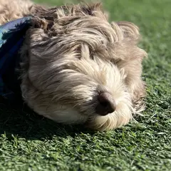 Moose, TurFresh morale team dog, snoozing on clean artificial turf