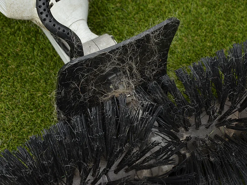 Close-up of pet hair pulled from artificial turf by the blooming brush