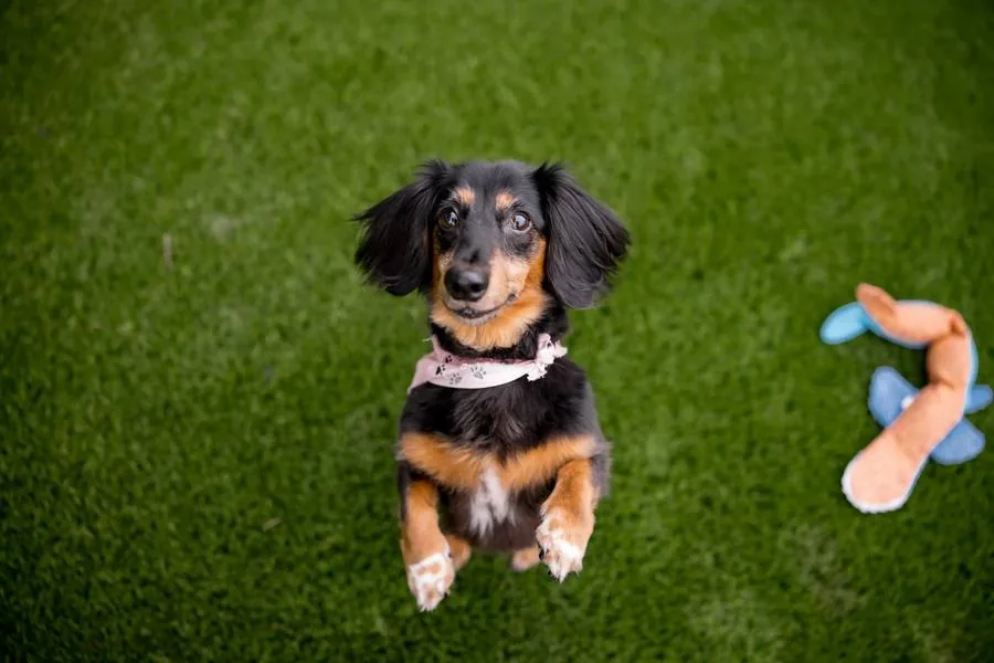 Rescued dachshund sitting up on clean artificial turf, TurfResQ rescue program