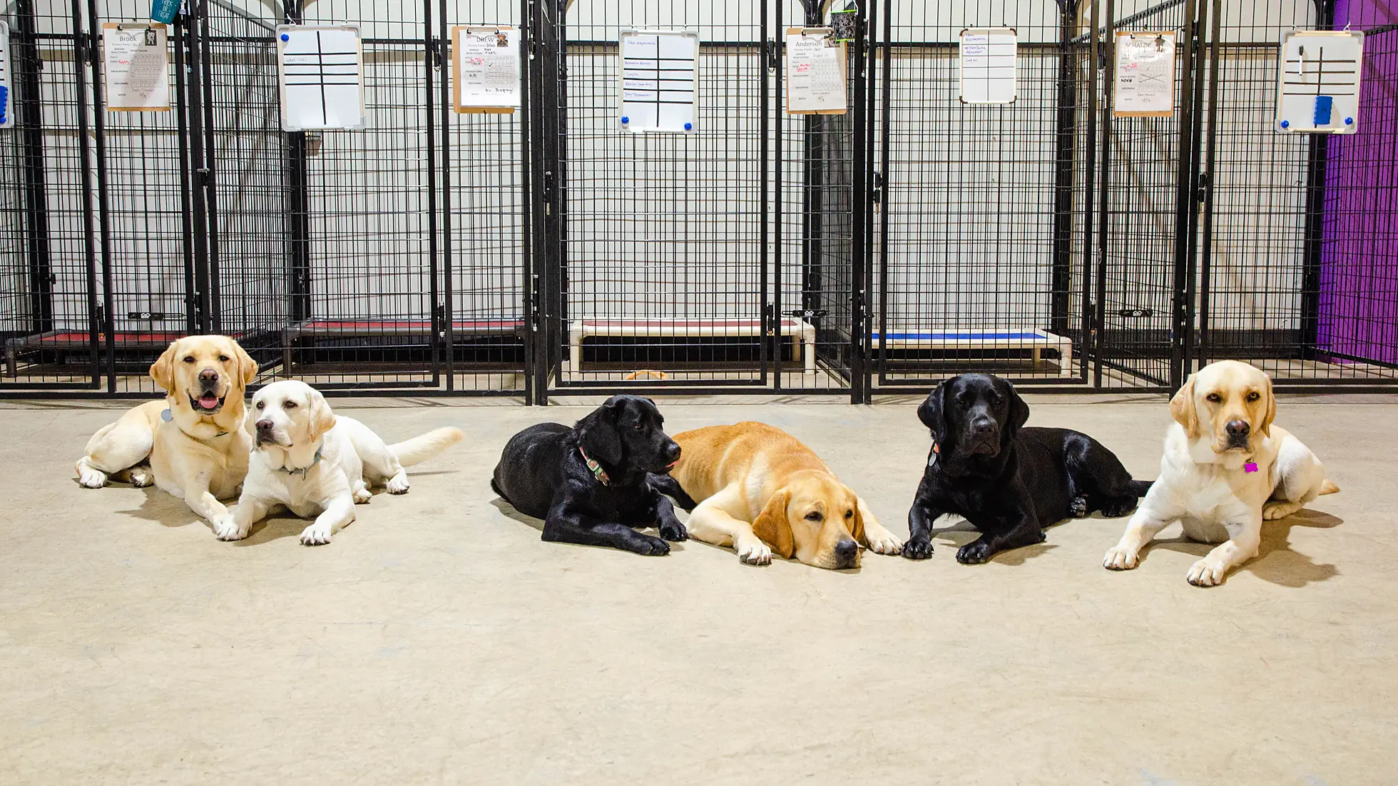 Seven labradors lying calmly in front of clean daycare kennels