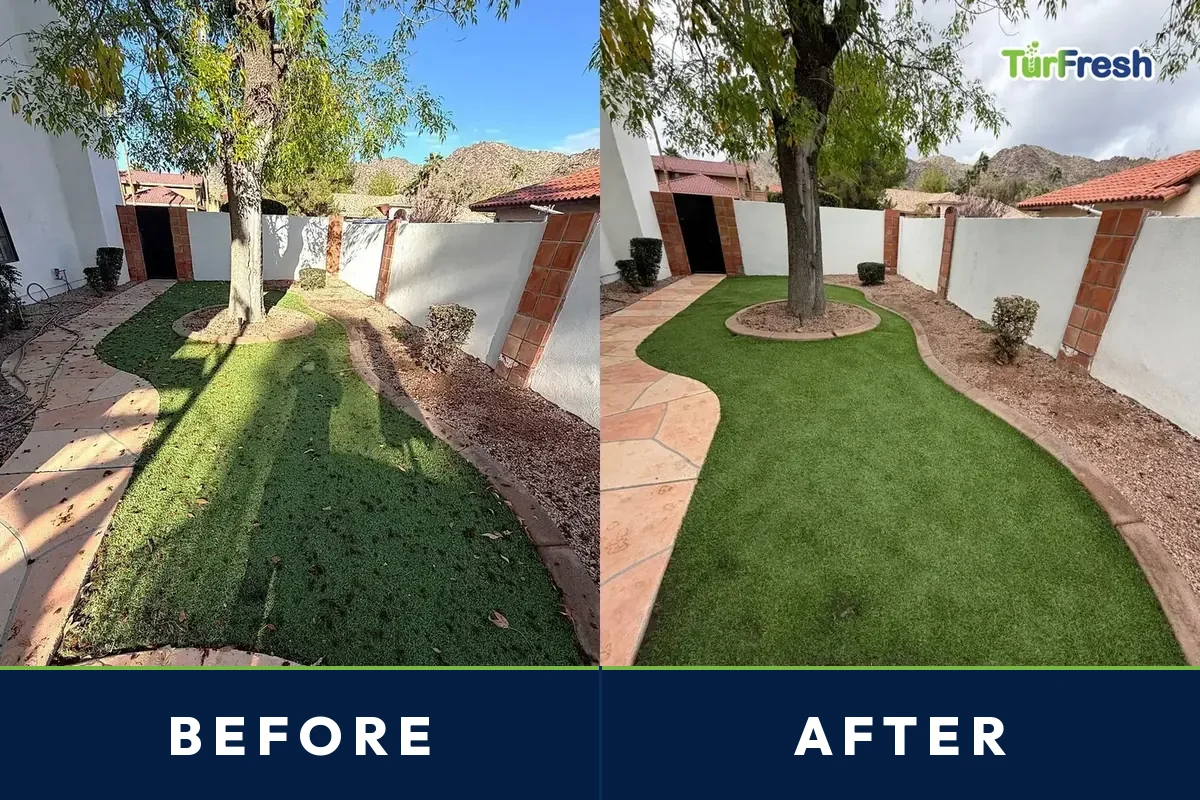Before and after of a full artificial turf yard in Phoenix, Arizona cleaned and rebloomed by TurFresh around a shade tree