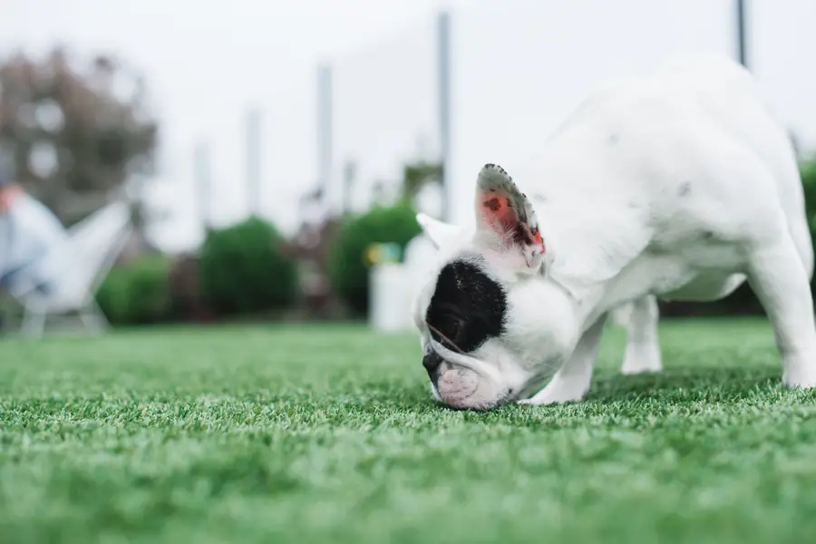 Dog sniffing artificial turf where odor compounds collect below the surface
