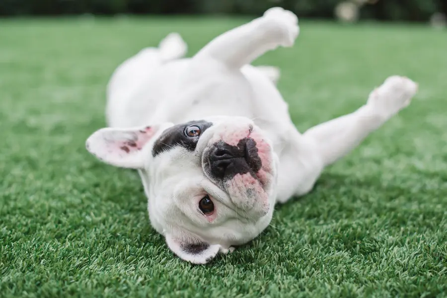 Happy dog relaxing on freshly cleaned artificial grass