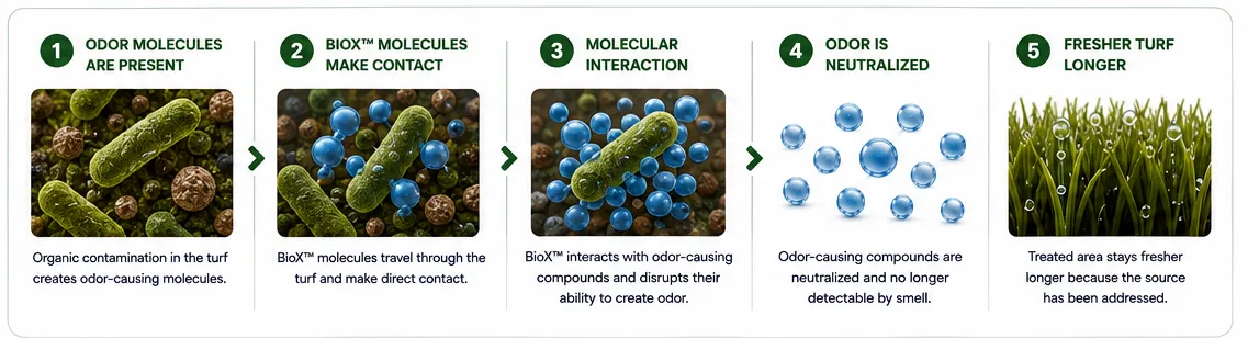 TurFresh BioX+ molecular process: odor molecules present, BioX+ makes contact, molecular interaction, odor neutralized, fresher turf longer