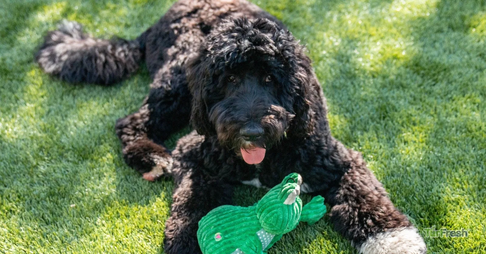 Fernando, the TurFresh shop dog, at the TurFresh headquarters
