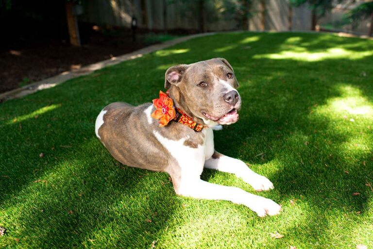 Pet Odor Removal: How to Clean Artificial Grass - TurFresh