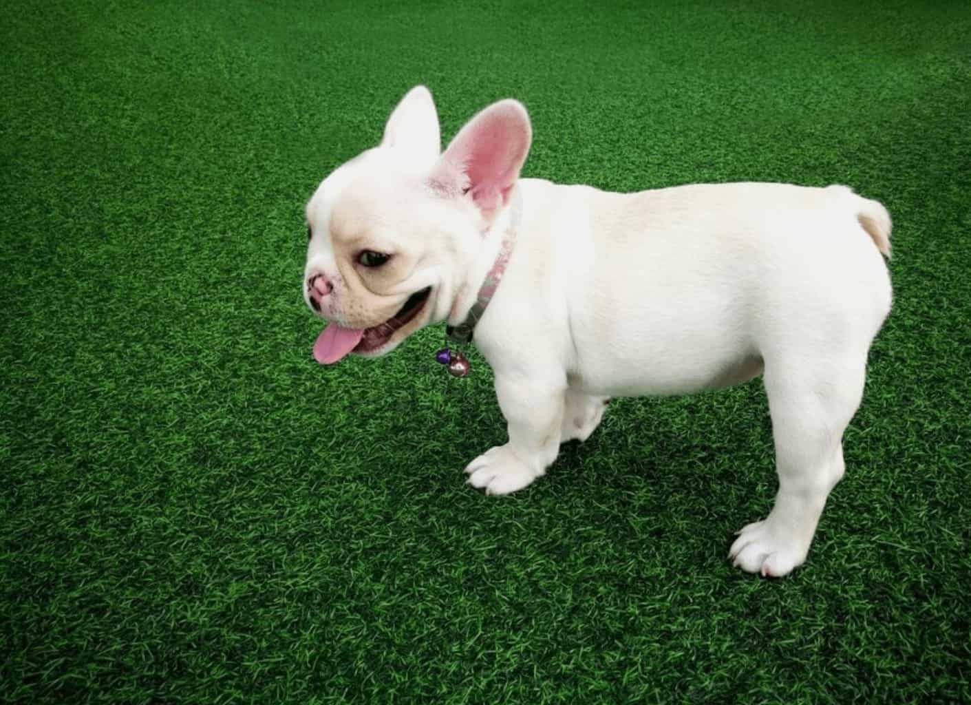 How Do You Maintain Artificial Grass When You Have Dogs? - TurFresh