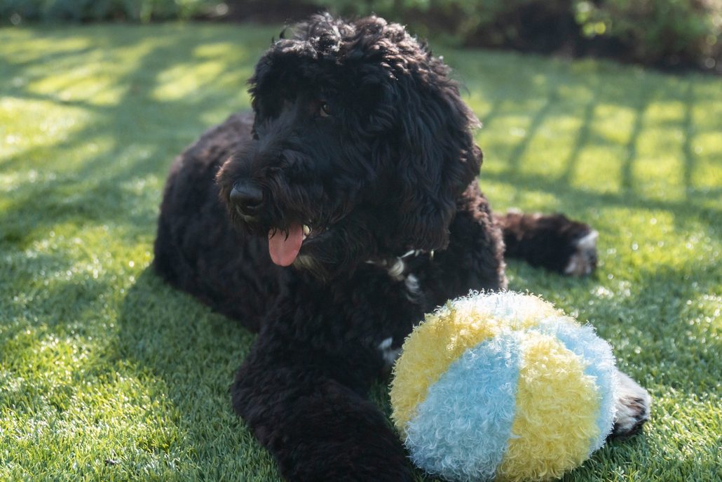 "Black dog relaxing on clean artificial turf with a toy ball, showcasing the results of TurFresh—an eco-friendly, pet-safe turf cleaner that effectively eliminates pet odors and keeps outdoor spaces fresh."