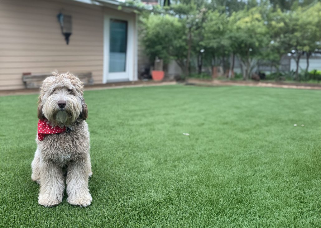 Dog on artificial grass showing the importance of proper turf odor control