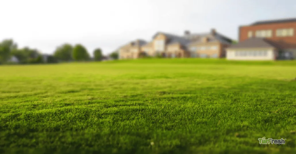 Arizona's Heat is Tough on Turf | Turfresh