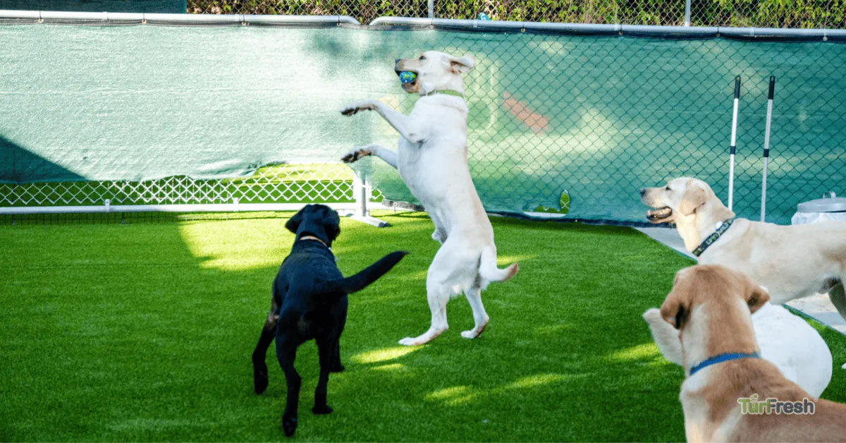 Rescue Rejuvenation: Turf Cleaning's Contribution to Dog Shelter Renovations