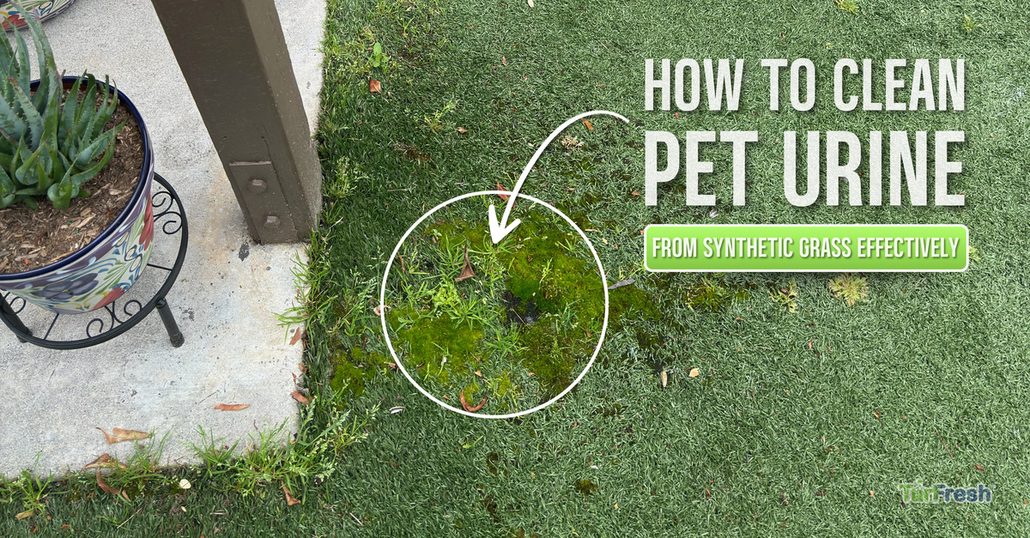 Dog on clean artificial turf maintained with TurFresh enzyme treatment for summer odor control