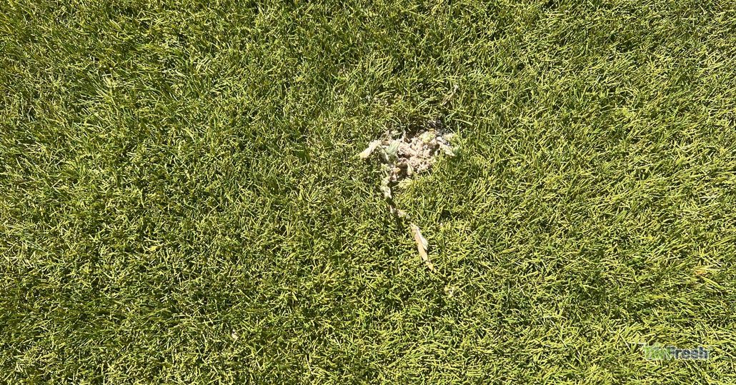 Artificial turf surface being cleaned and maintained