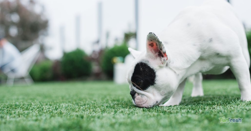 Signs you need a professional turf cleaning service for dogs