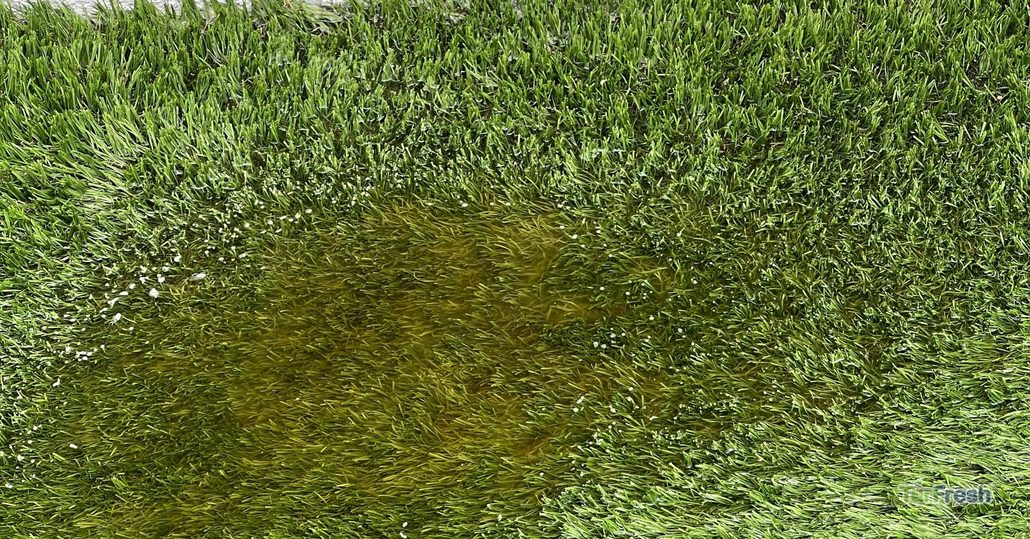 Pet urine stain creating a yellow patch on artificial turf, showing an area needing TurFresh cleaning.