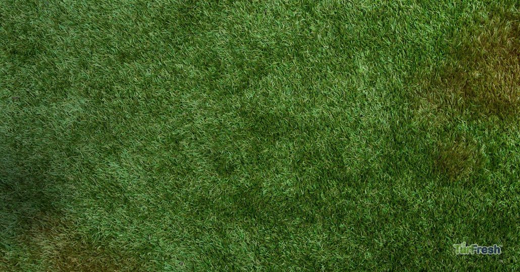 Close-up view of clean, well-maintained artificial turf surface professionally treated by TurFresh.
