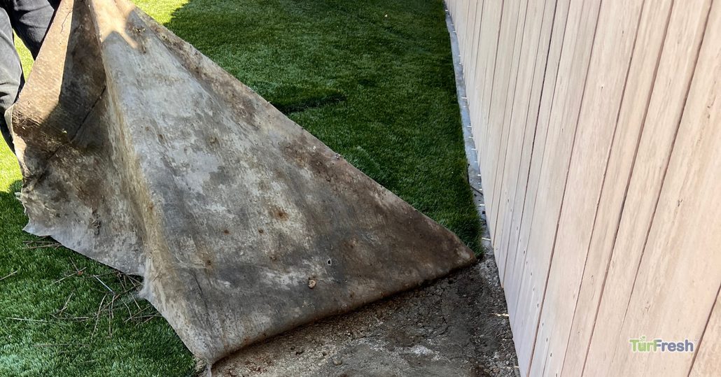 Old, dirty backing of artificial turf being lifted to reveal cleaner turf underneath during TurFresh restoration.