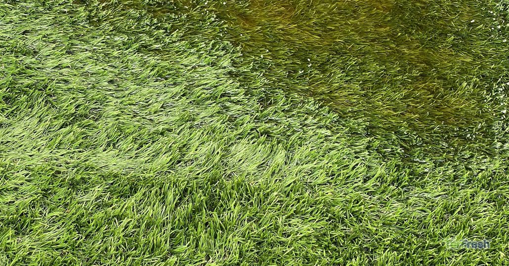 Close-up of artificial turf with water buildup highlighting need for TurFresh maintenance.