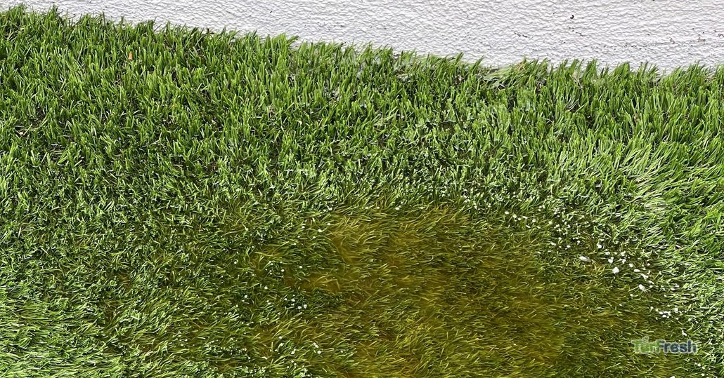 Artificial turf showing yellow discoloration and water buildup, highlighting need for TurFresh maintenance.