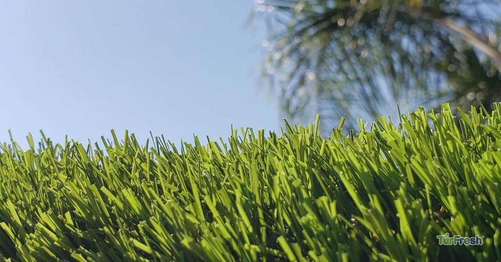 Artificial turf lawn in direct summer sunlight showing surface conditions before TurFresh maintenance