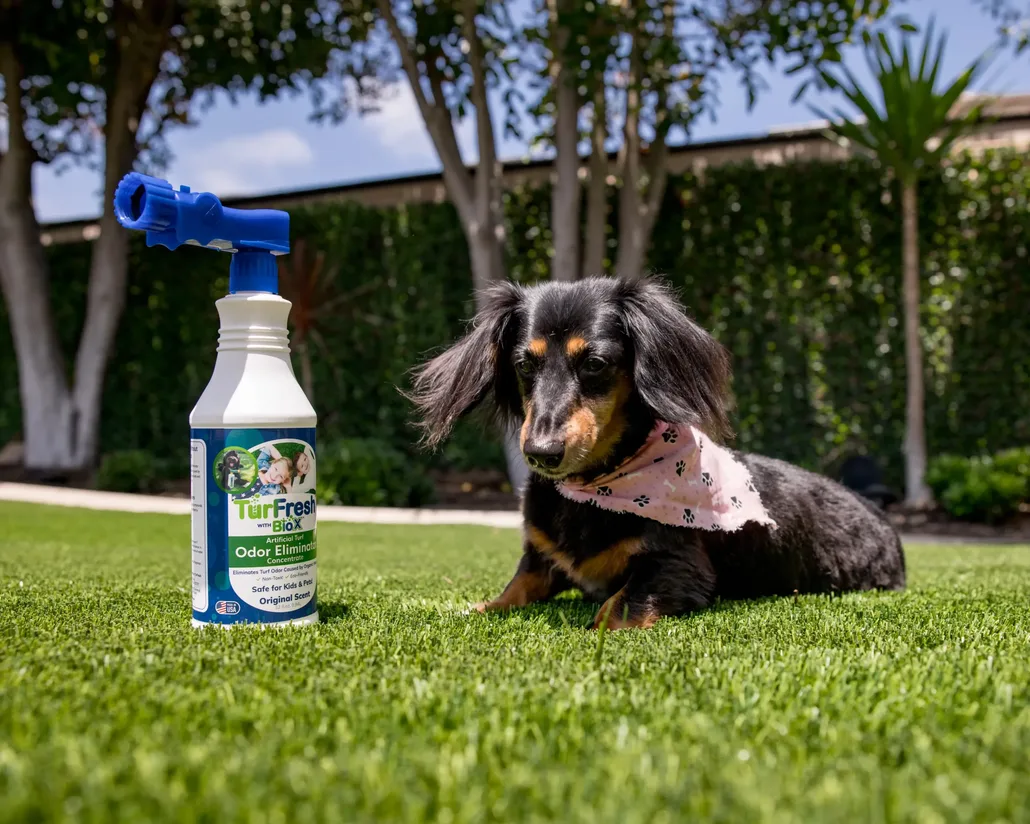 Dachshund wearing pink bandana lying on clean artificial turf beside TurFresh BioX odor eliminator safe for pets and kids.