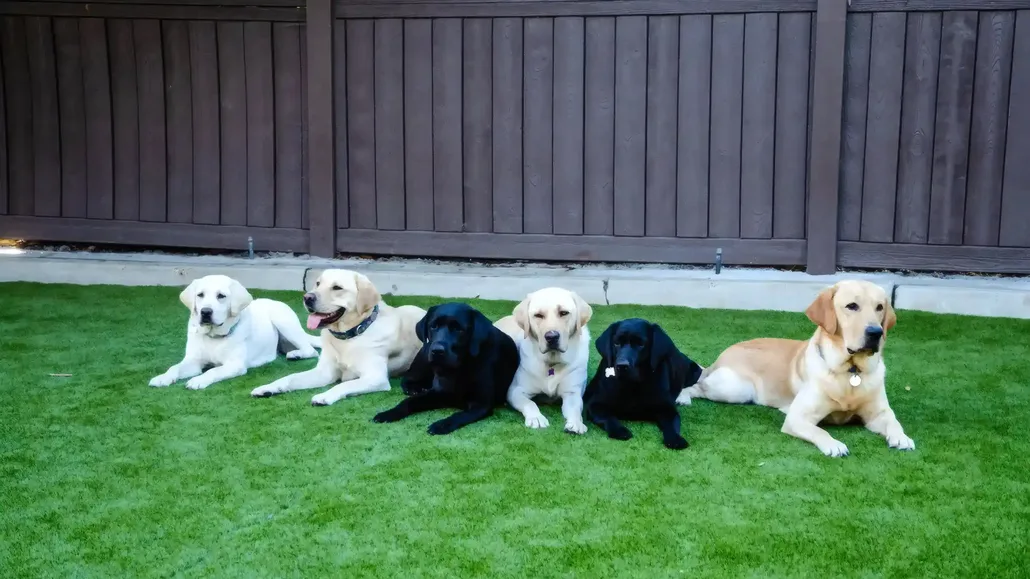 Six Labradors lying on bright green artificial turf in a fenced yard cleaned and deodorized with TurFresh pet safe products.